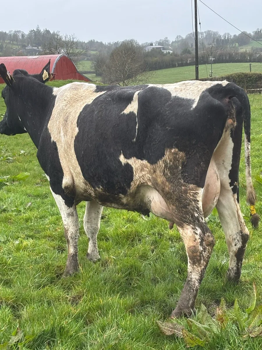 2 young cows suitable for milking or suckling - Image 1