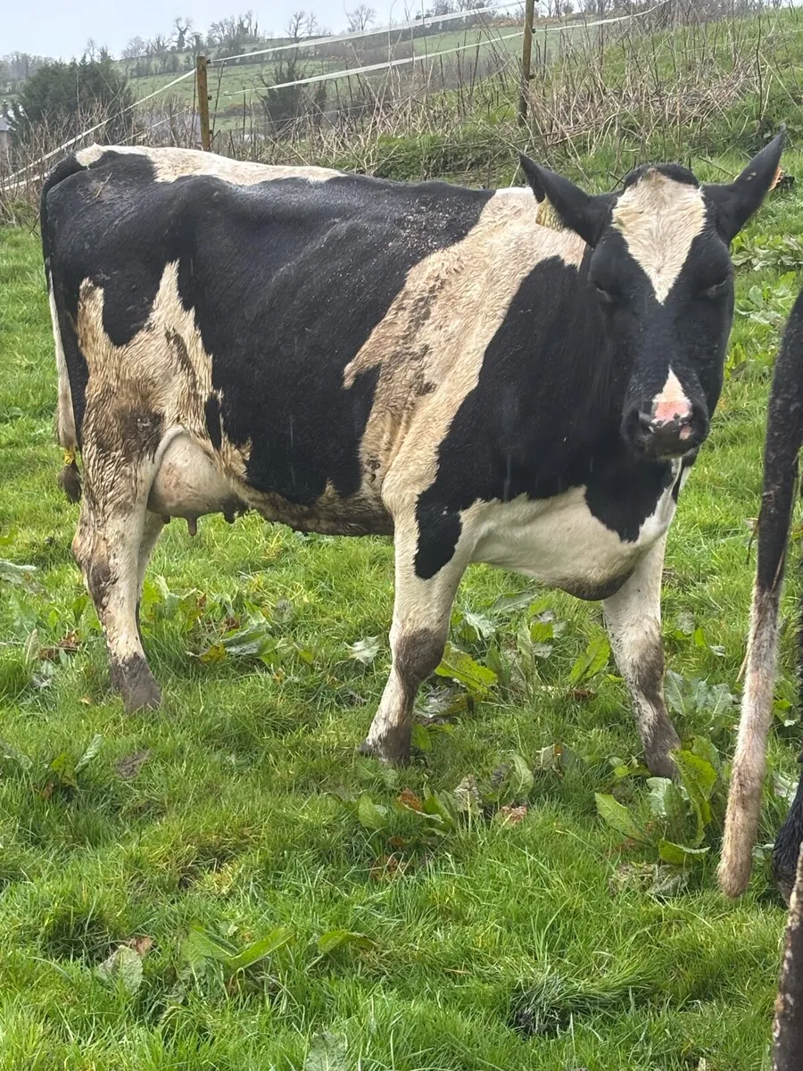2 young cows suitable for milking or suckling - Image 2