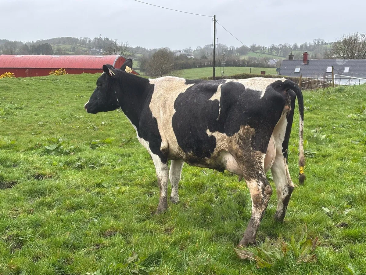 2 young cows suitable for milking or suckling - Image 3
