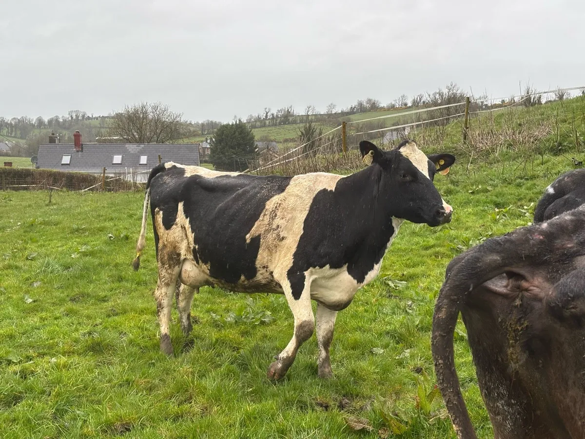 2 young cows suitable for milking or suckling - Image 4
