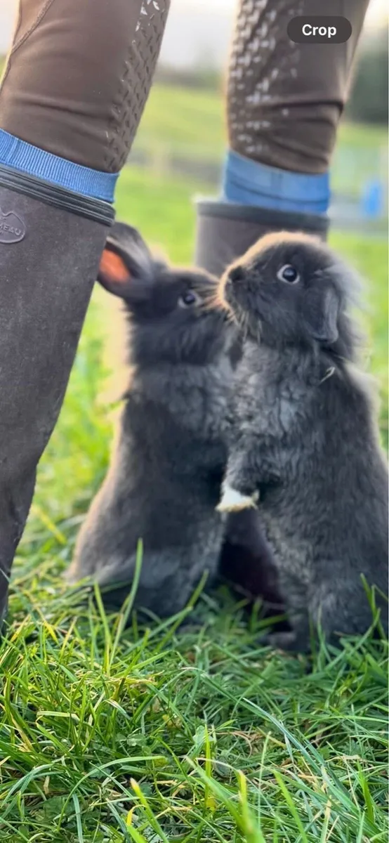 Paired female rabbits - Image 1