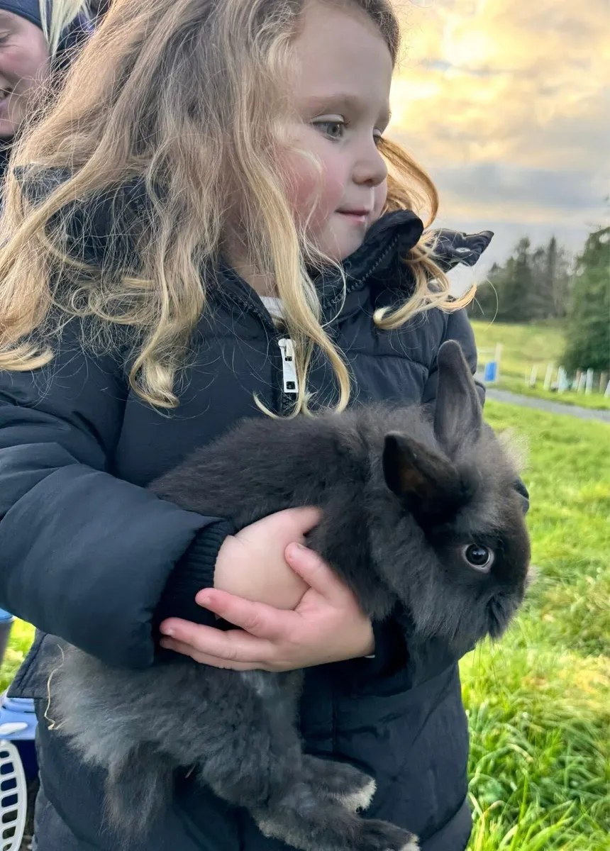 Paired female rabbits - Image 2