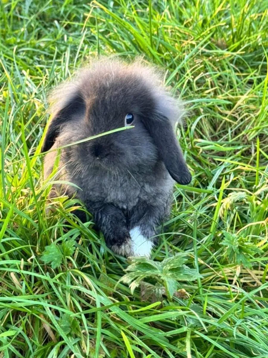 Paired female rabbits - Image 3