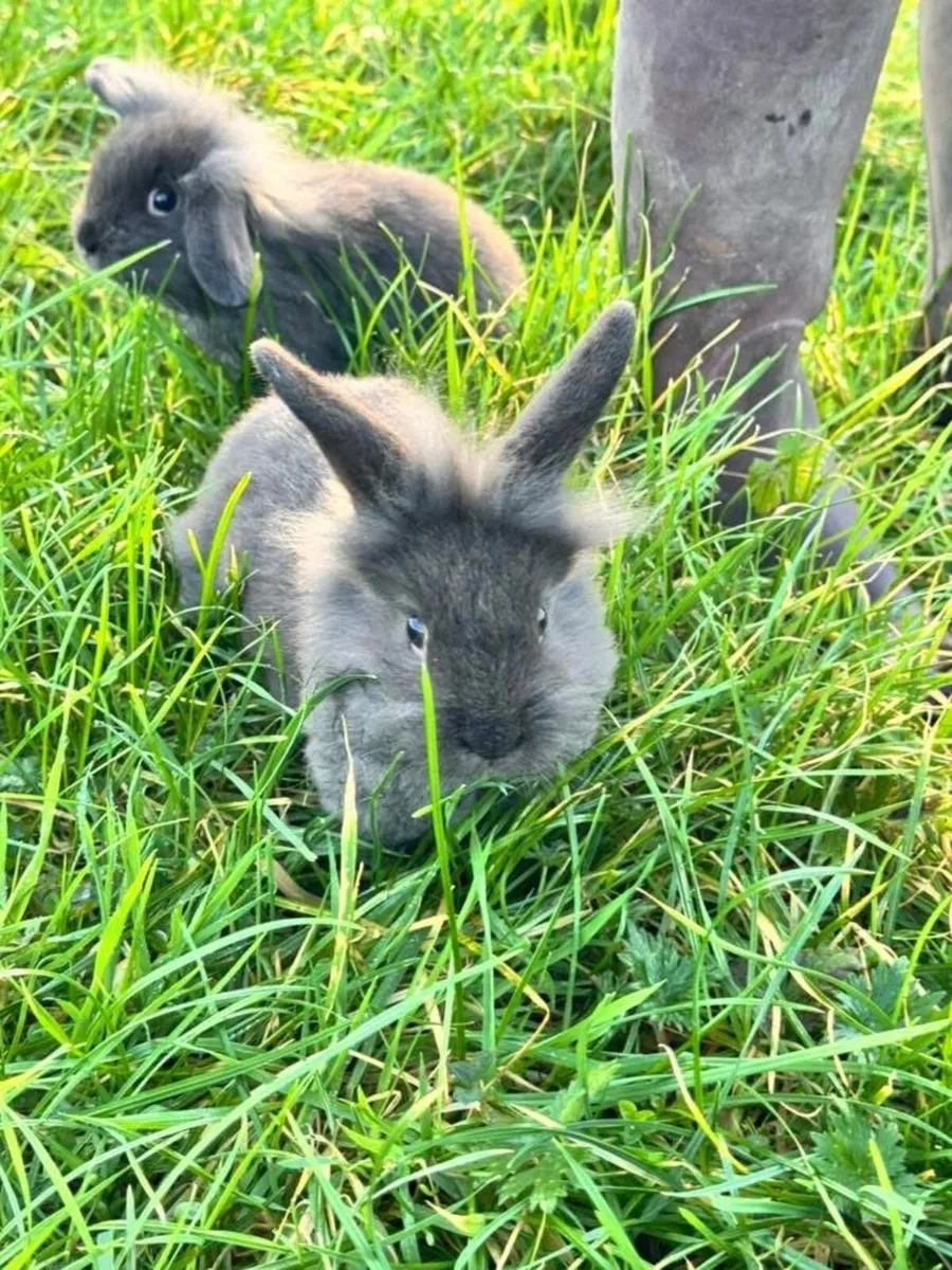 Paired female rabbits - Image 4