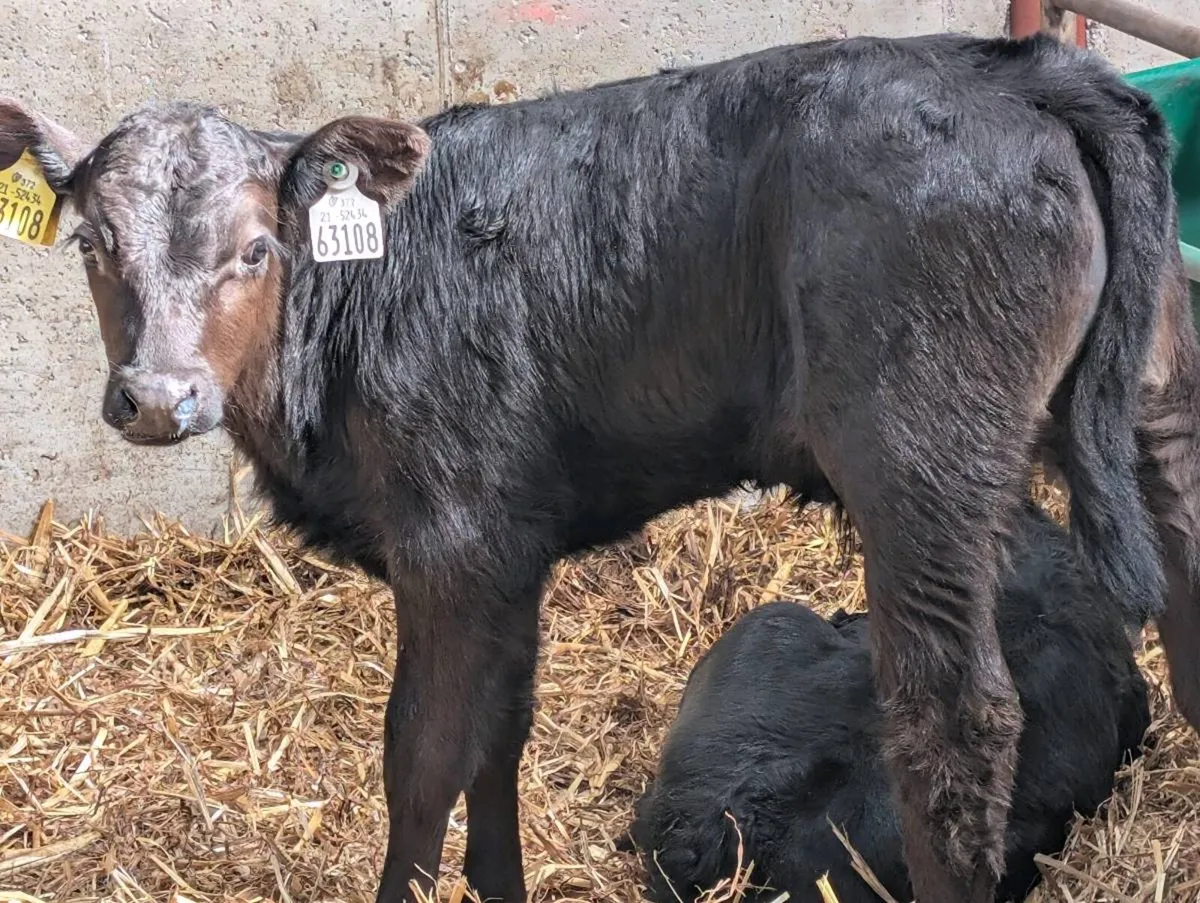 Aberdeen Angus and Friesian calves - Image 1