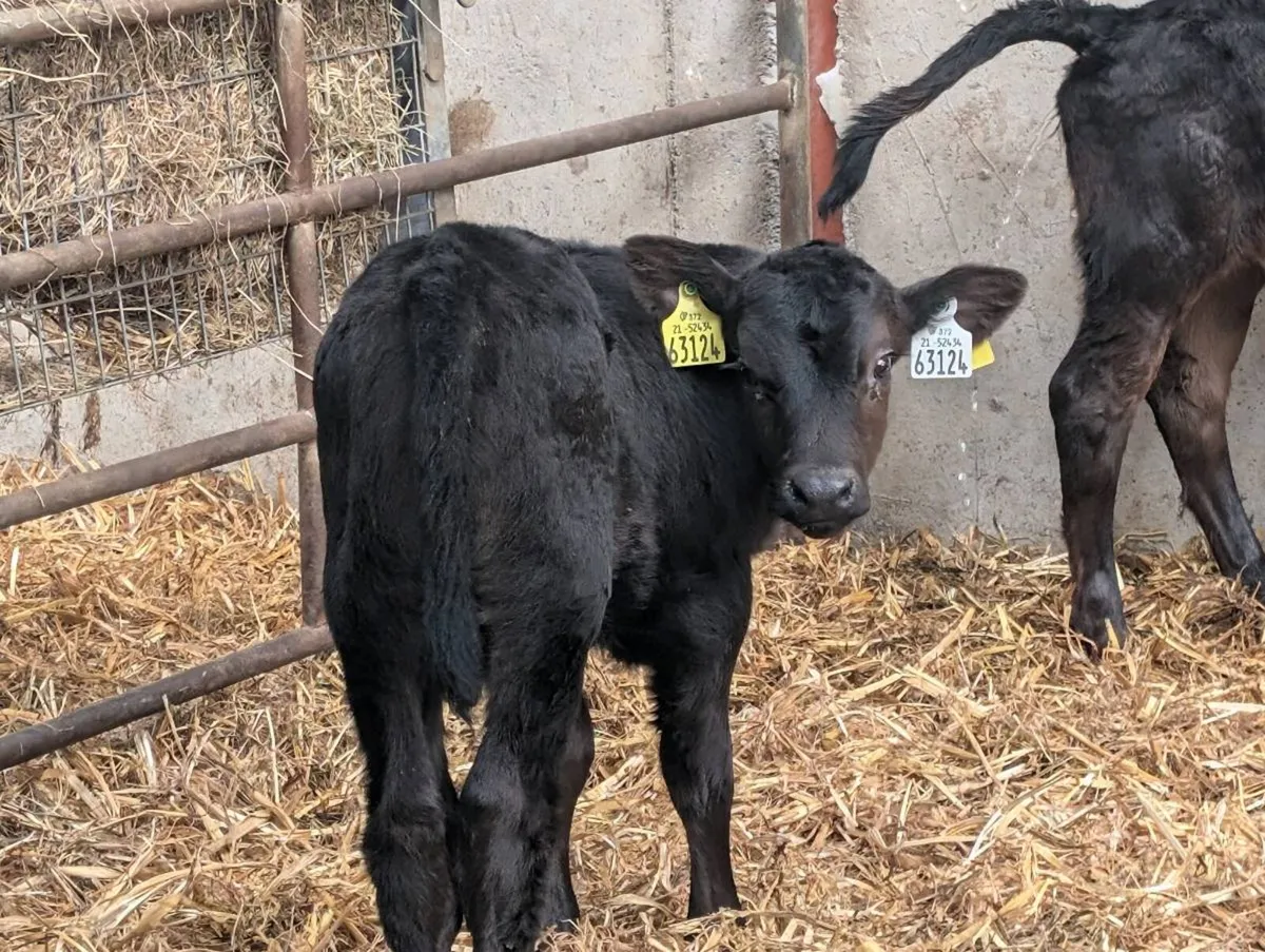 Aberdeen Angus and Friesian calves - Image 2
