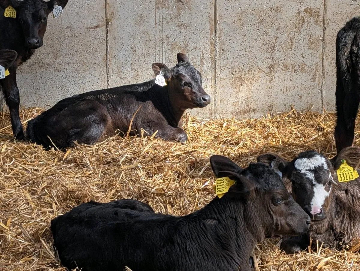 Aberdeen Angus and Friesian calves - Image 3