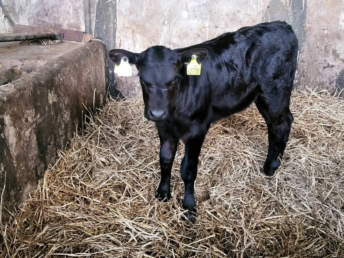 Aberdeen Angus and Friesian calves - Image 4