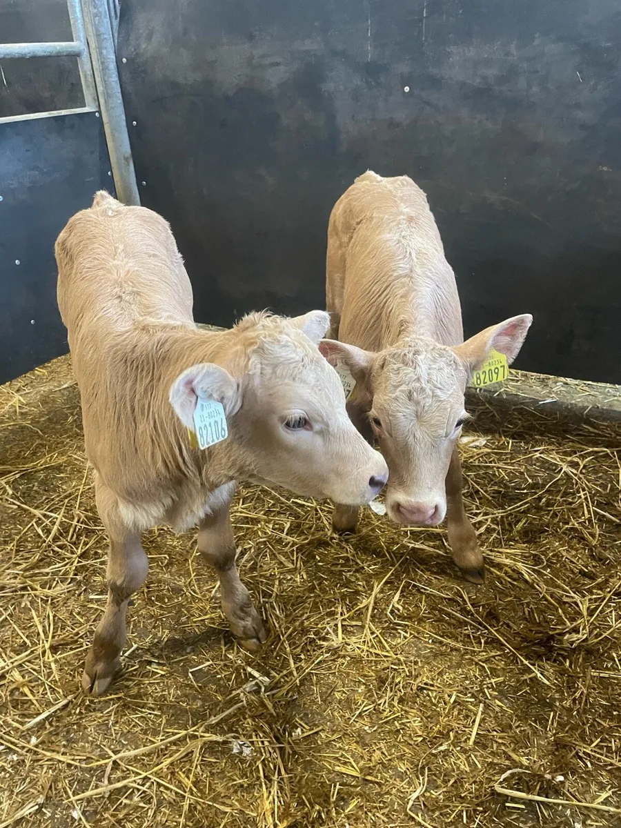 Gold Charlie heifer calves - Image 2