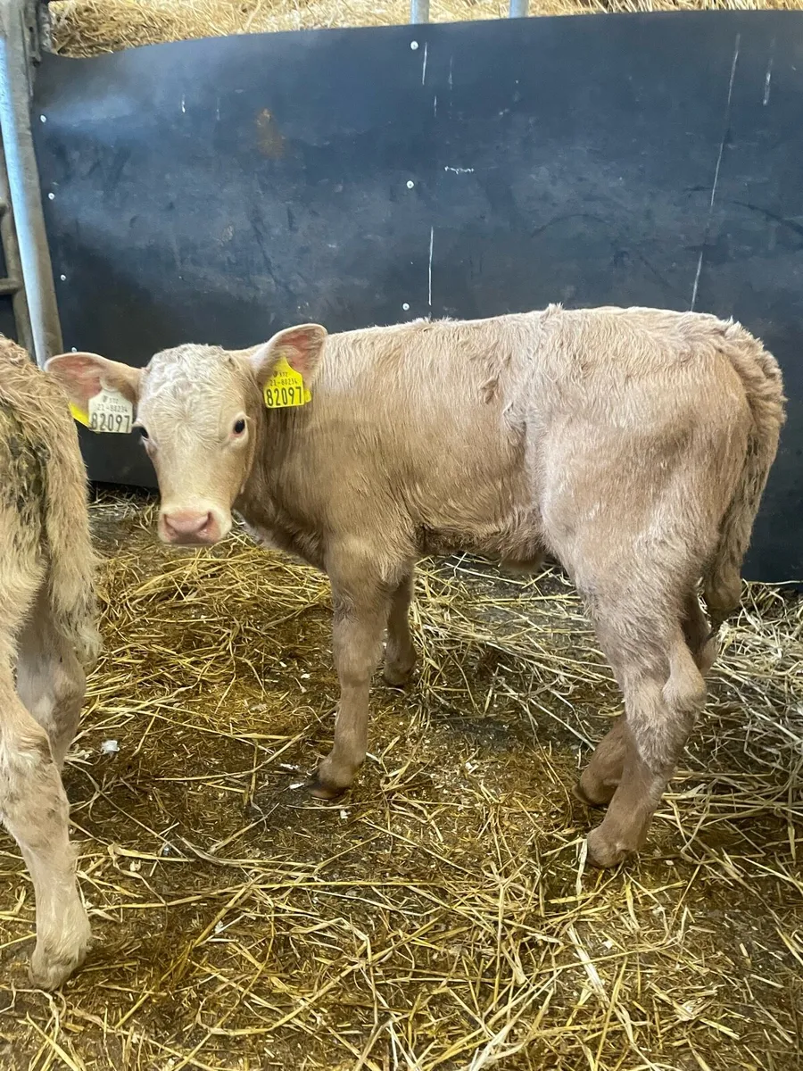 Gold Charlie heifer calves - Image 3