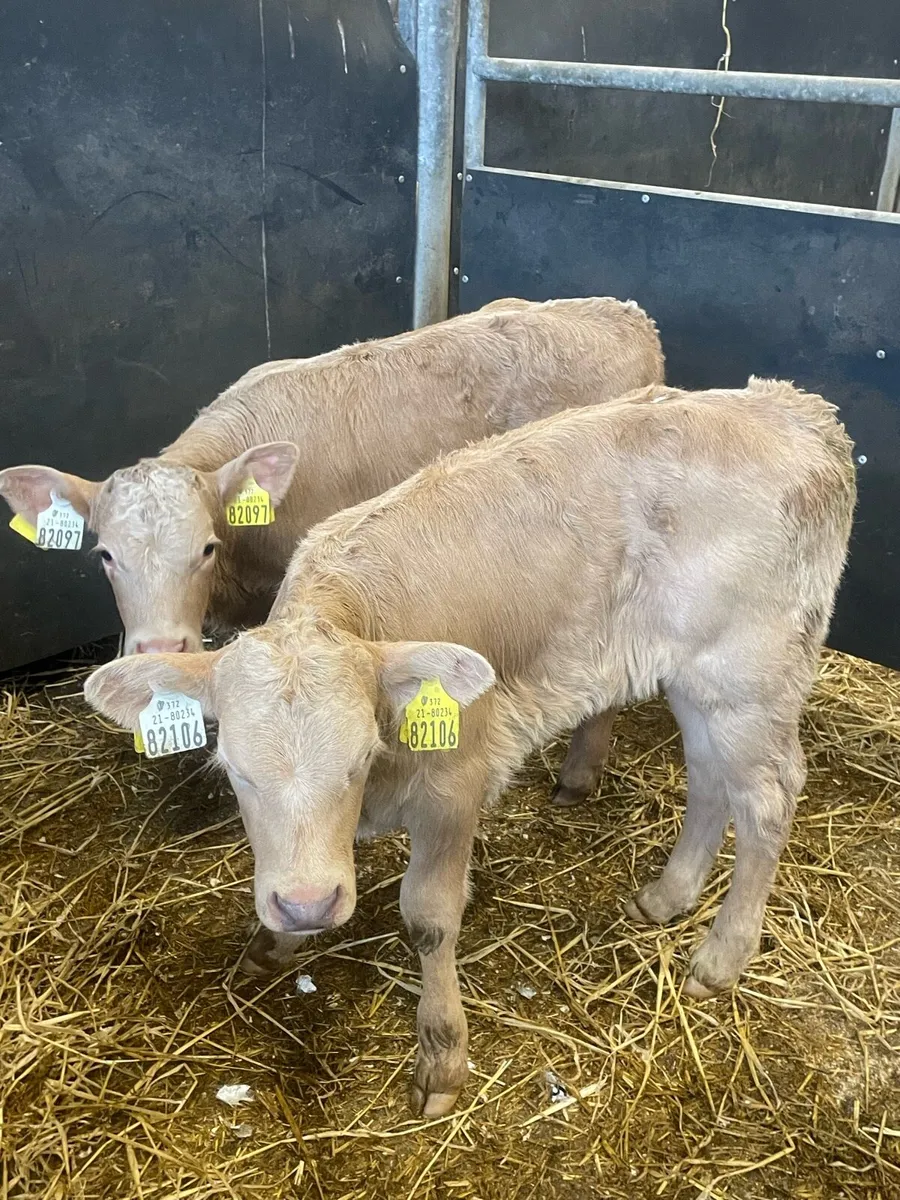Gold Charlie heifer calves - Image 1