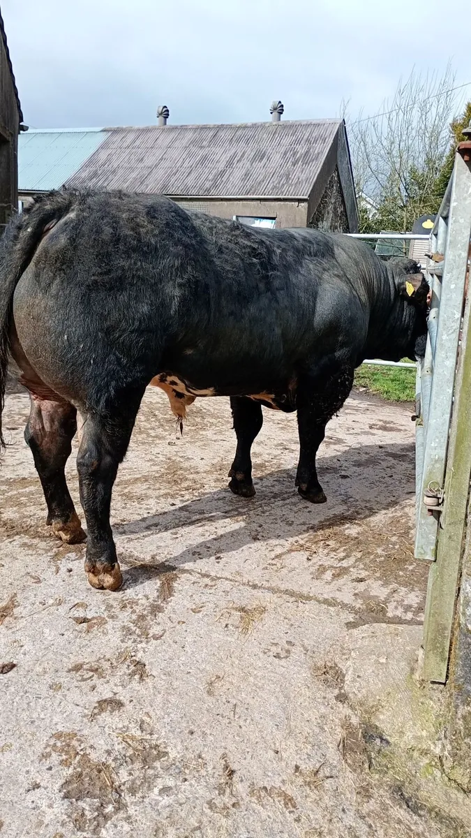 Bull - Image 2