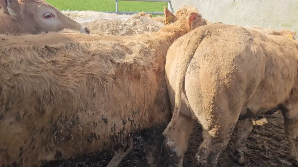 22 Smashing U+ Grade CHX Heifers * - Image 4