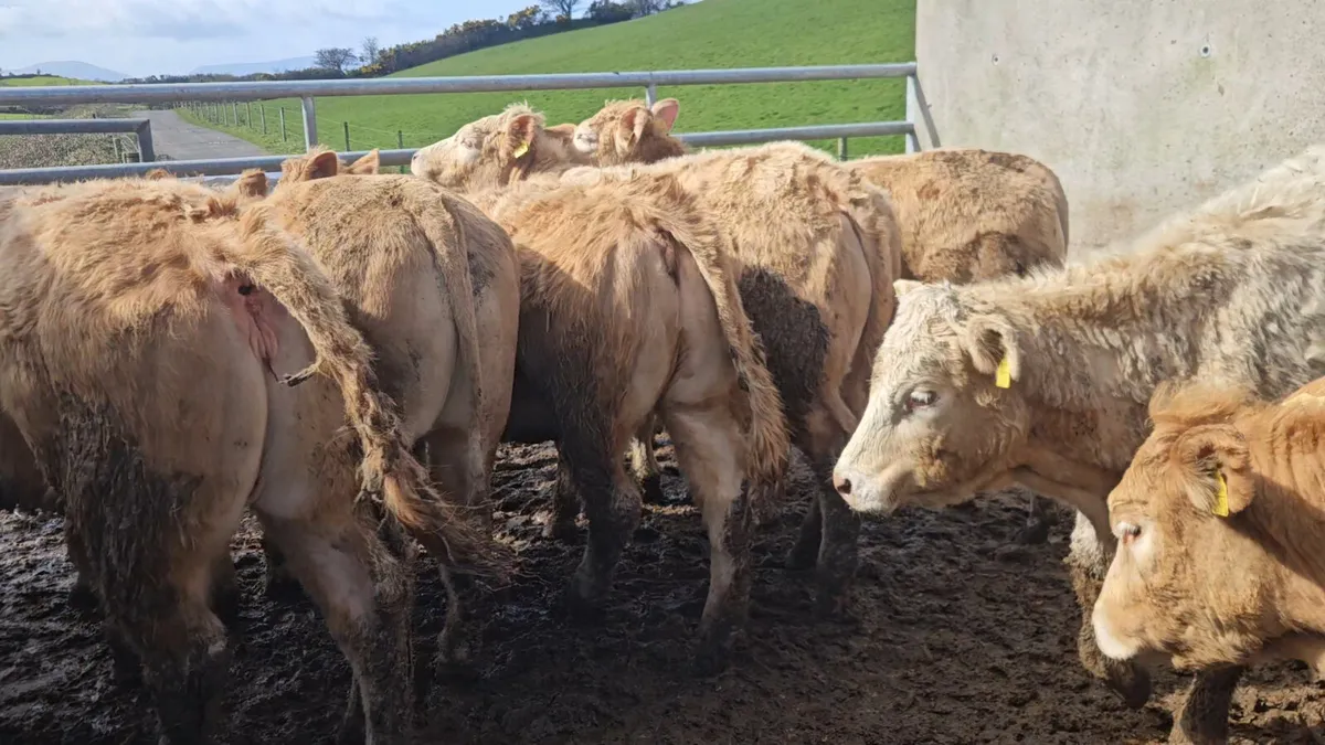 22 Smashing U+ Grade CHX Heifers * - Image 1