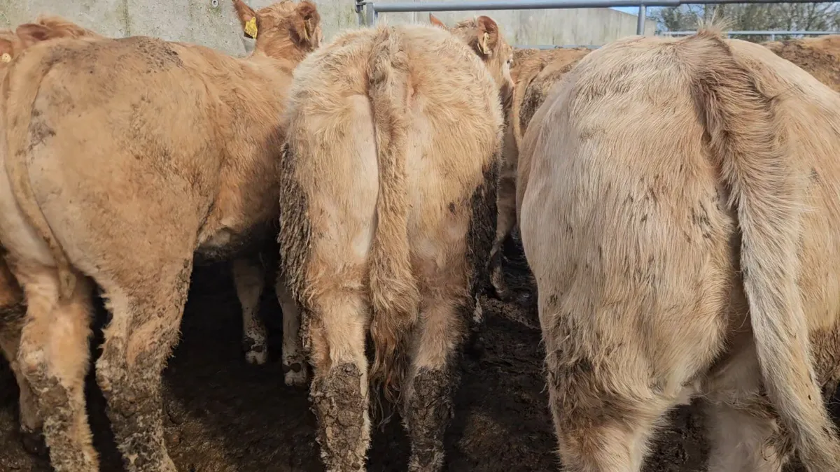 22 Smashing U+ Grade CHX Heifers * - Image 2