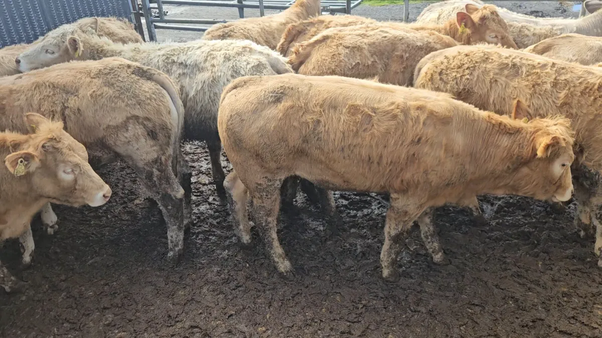 22 Smashing U+ Grade CHX Heifers * - Image 3