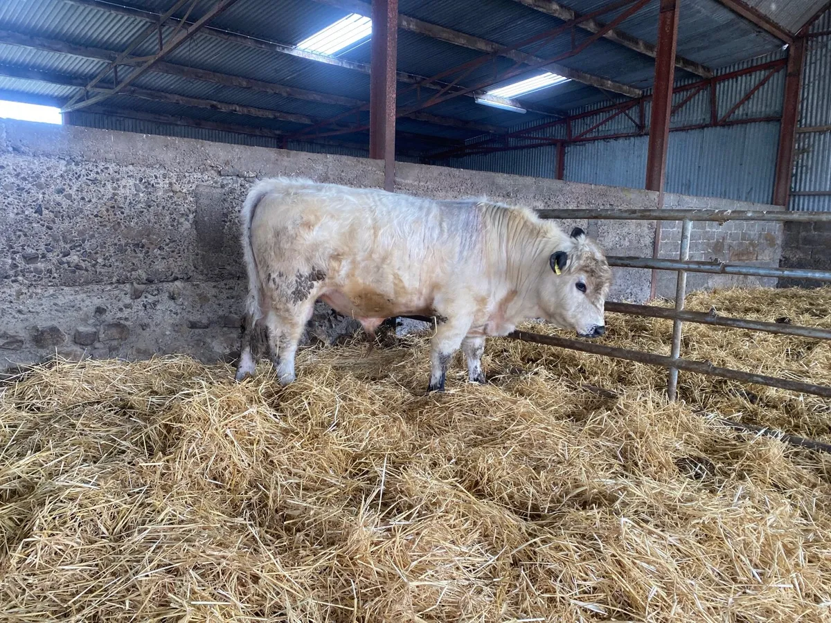 Speckle park bull - Image 2