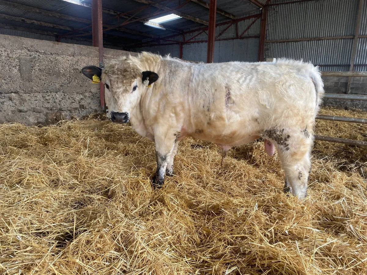 Speckle park bull - Image 1