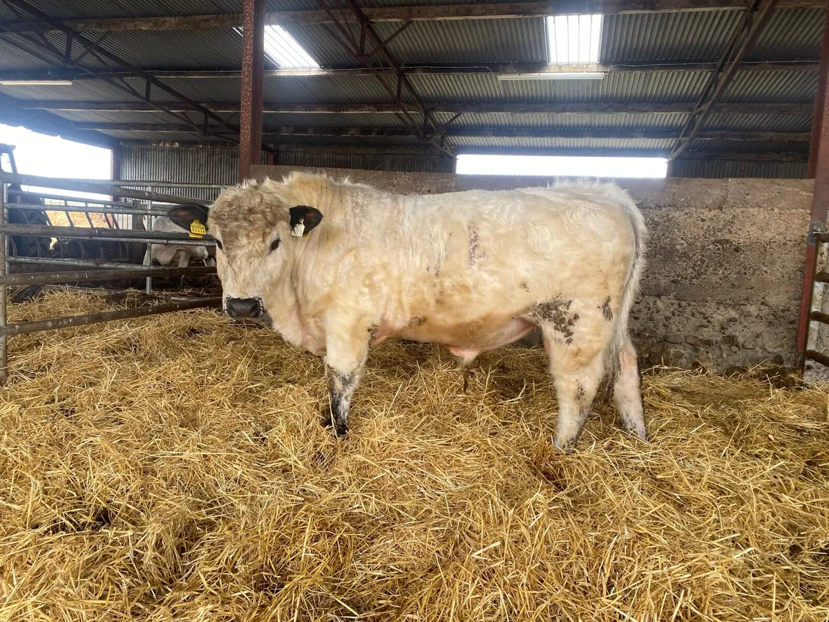 Speckle park bull - Image 3