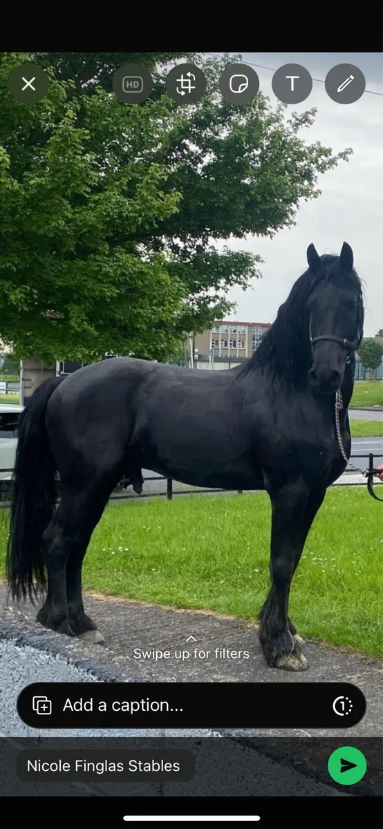 Friesian stallion at stud brabus breeding - Image 1