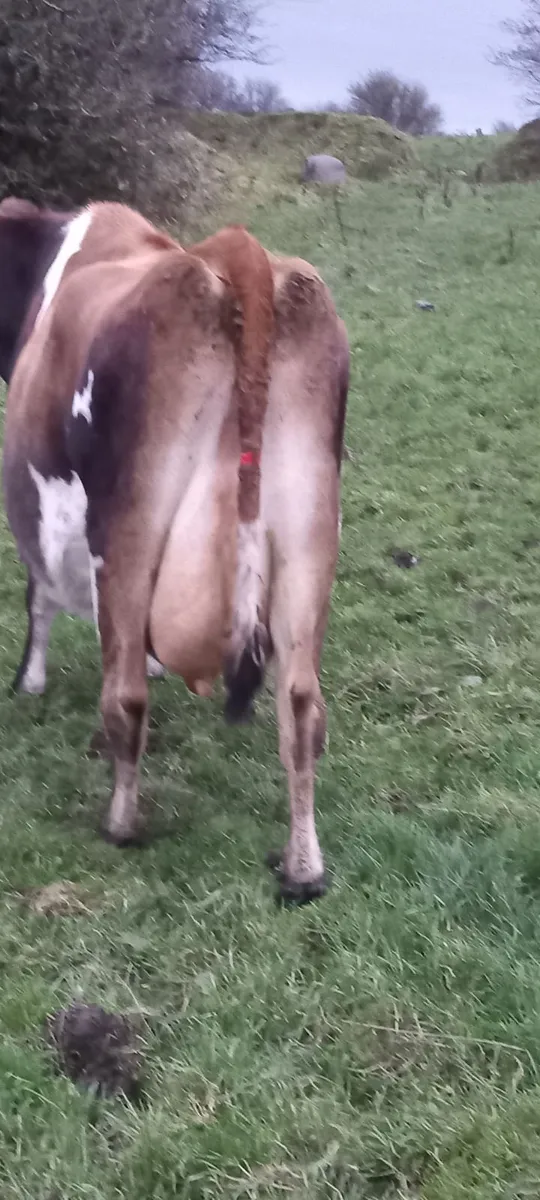 2 fresh calfed  2nd calfed cows. - Image 3