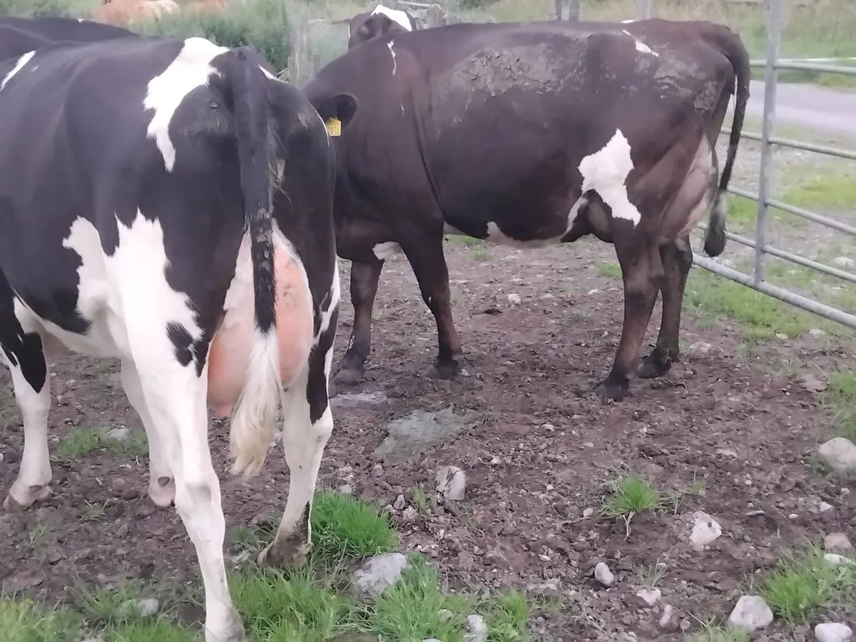 2 fresh calfed  2nd calfed cows. - Image 1