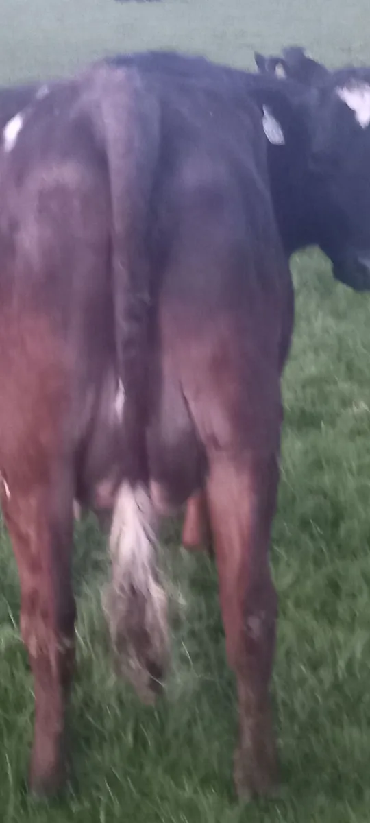 2 fresh calfed  2nd calfed cows. - Image 2