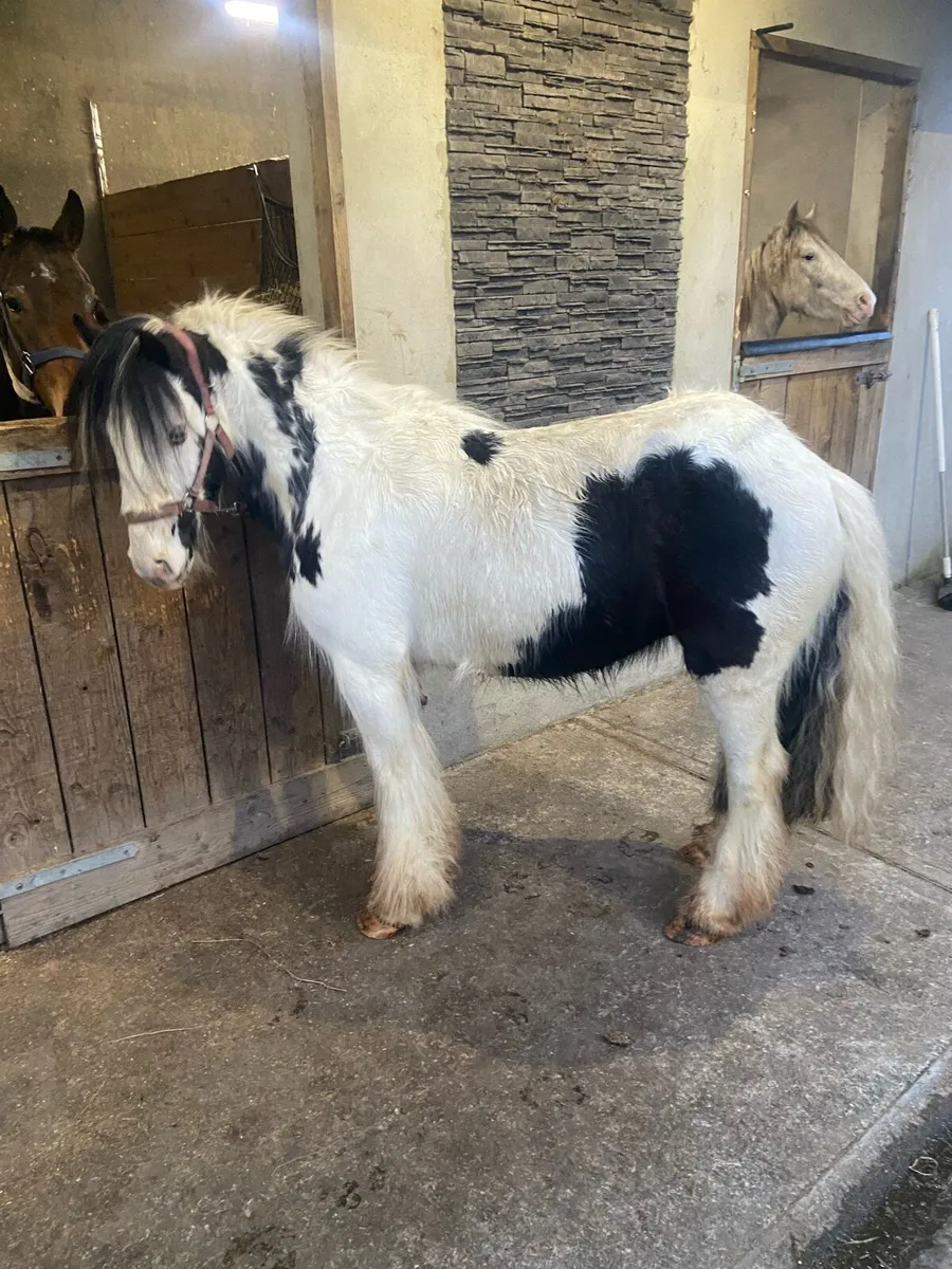 FLASHY GELDING COBS €1250 - Image 1