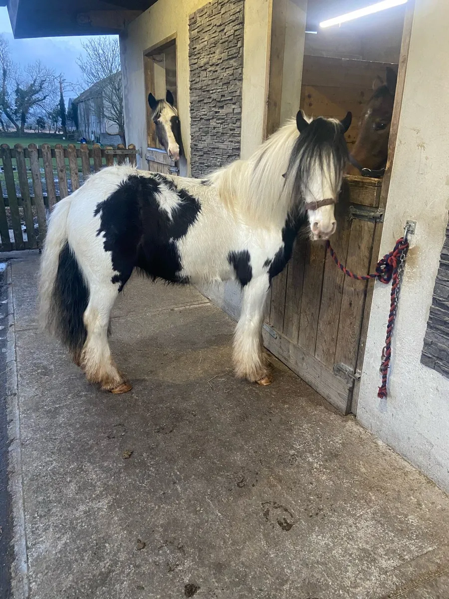 FLASHY GELDING COBS €1250 - Image 2