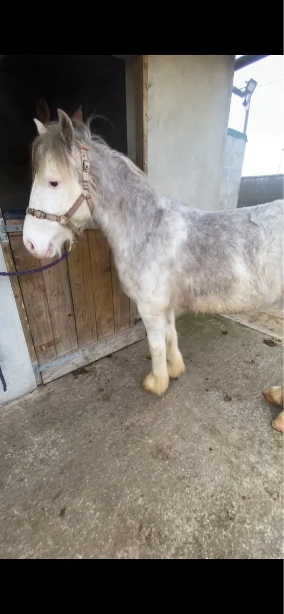 FLASHY GELDING COBS €1250 - Image 3
