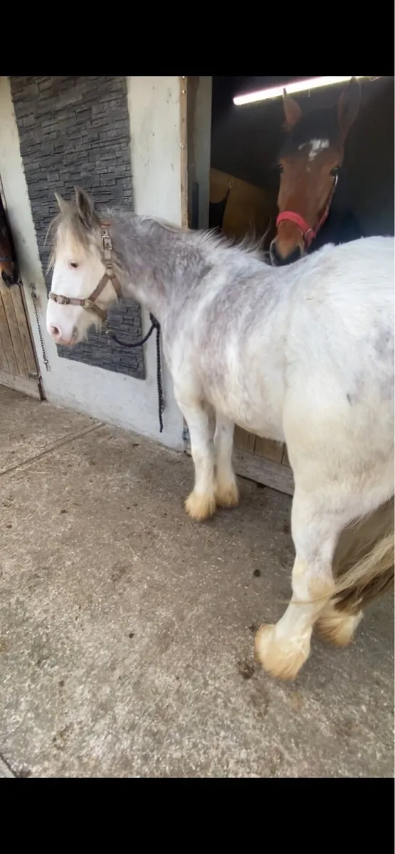 FLASHY GELDING COBS €1250 - Image 4