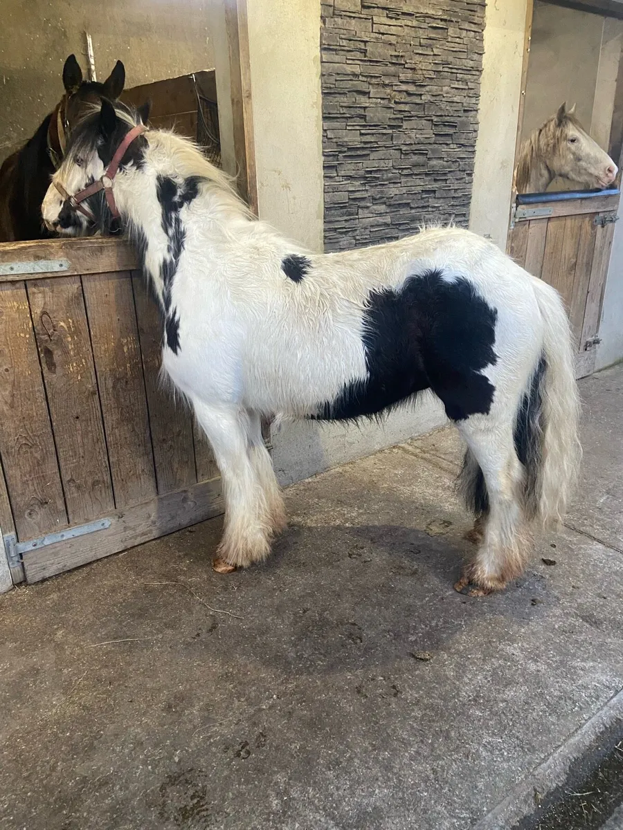 FLASHY GELDING COBS €1250 - Image 3