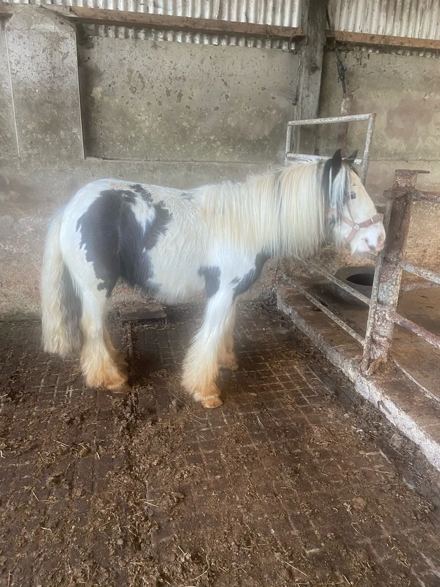 FLASHY GELDING COBS €1250 - Image 4