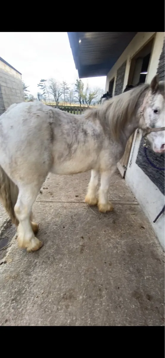 FLASHY GELDING COBS €1250 - Image 1