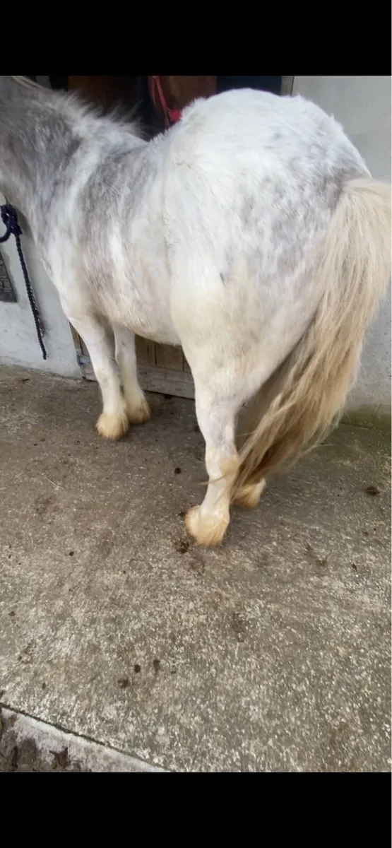FLASHY GELDING COBS €1250 - Image 2