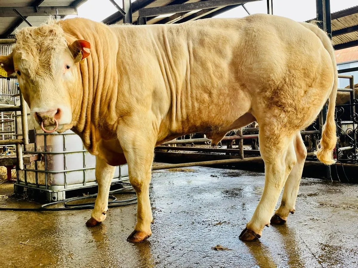 Blonde Bull for sale - Marteye.ie  Auction - Image 3