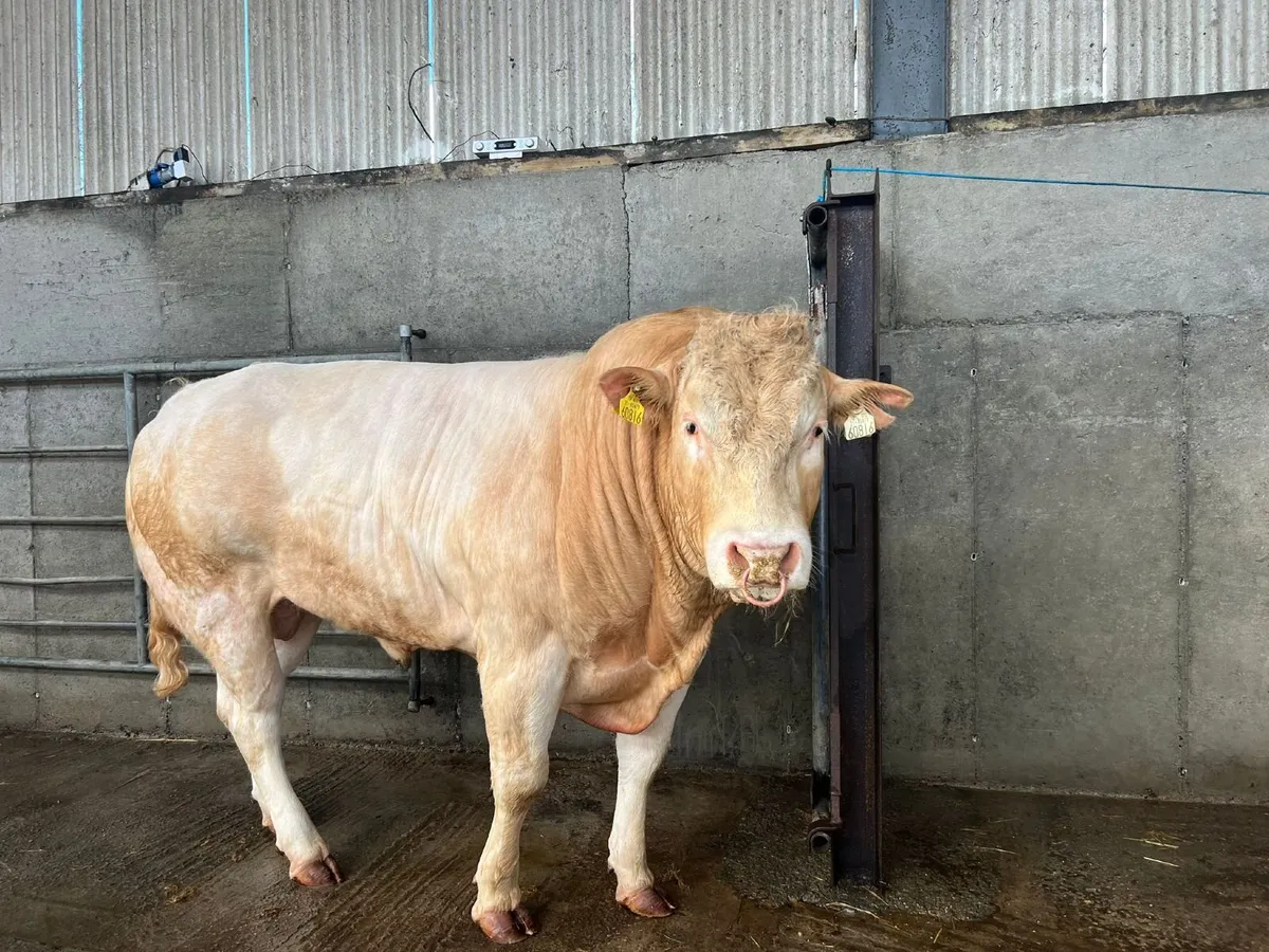Blonde Bull for sale - Marteye.ie  Auction - Image 4