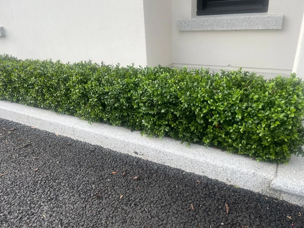 Artificial Boxwood Hedge - Image 2