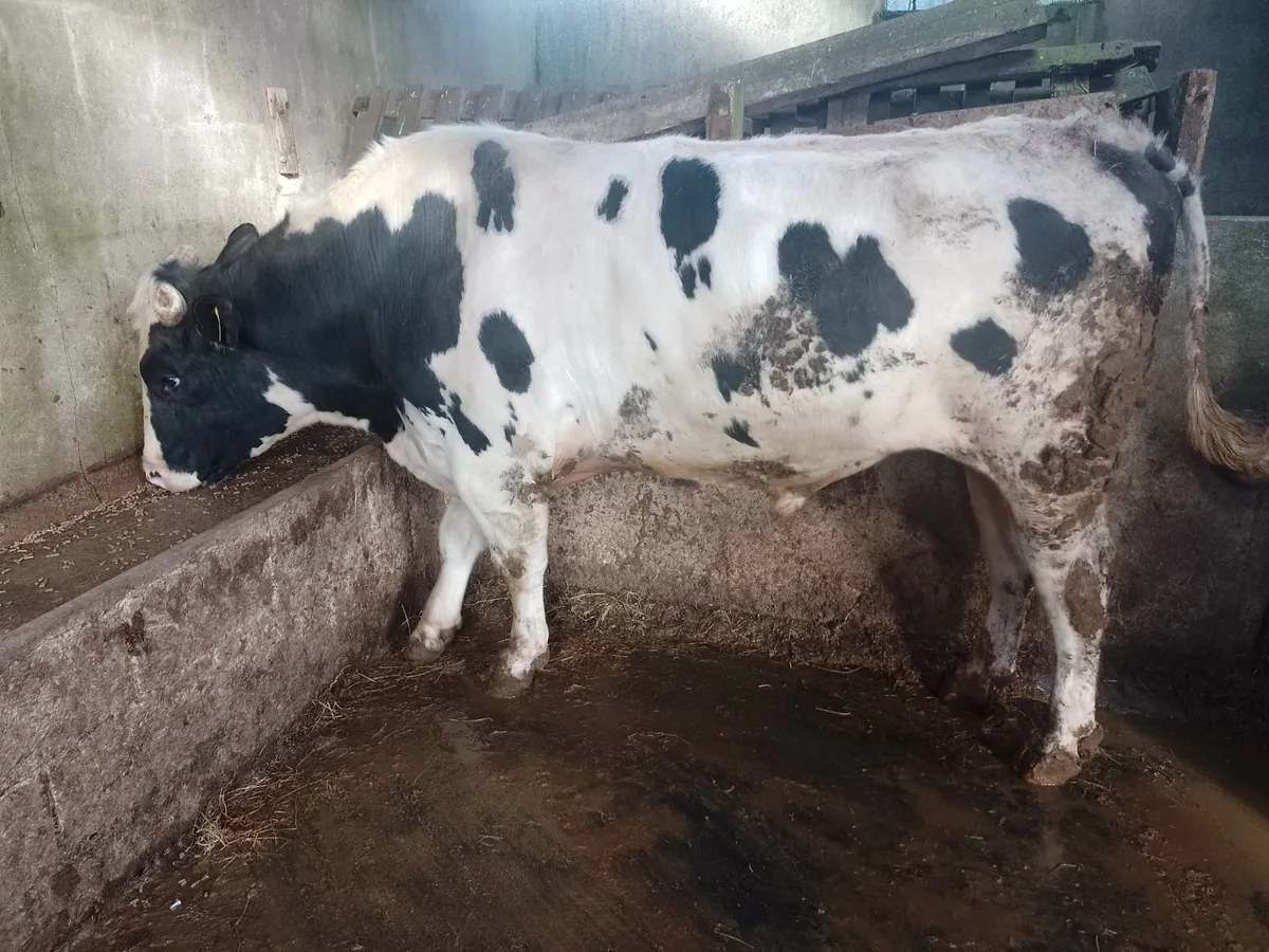 Fresian bull - Image 2