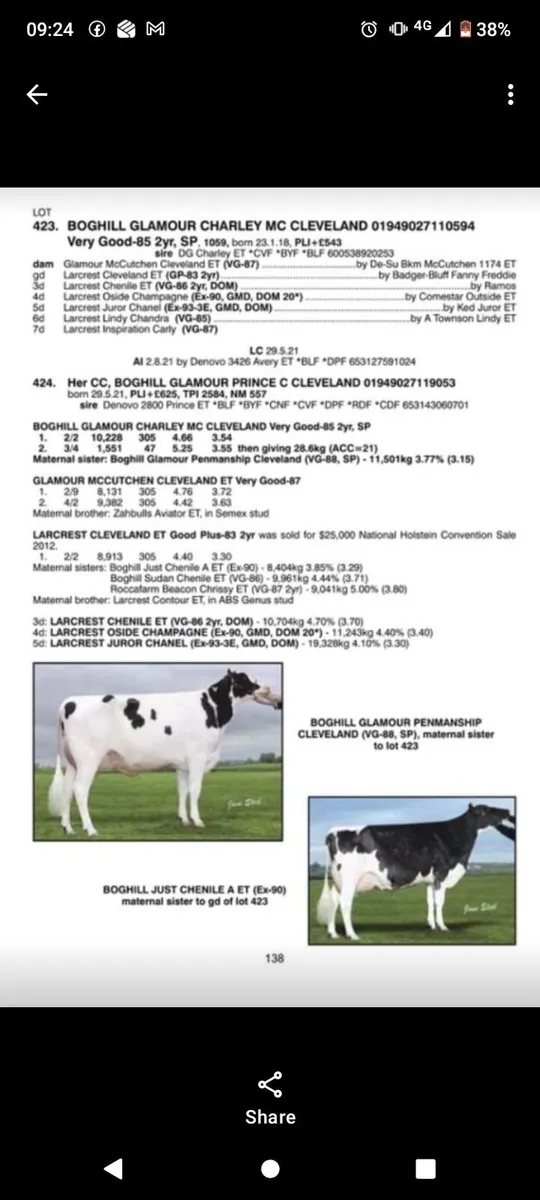 Fresian bull - Image 3