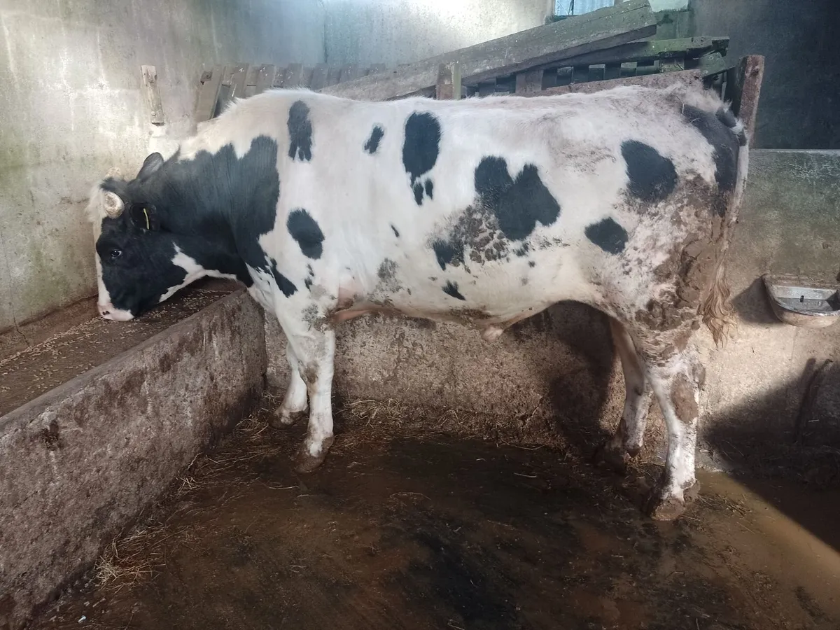 Fresian bull - Image 1