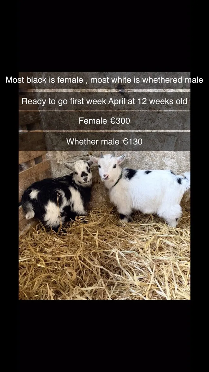 Selection of Pygmy goats - Image 1