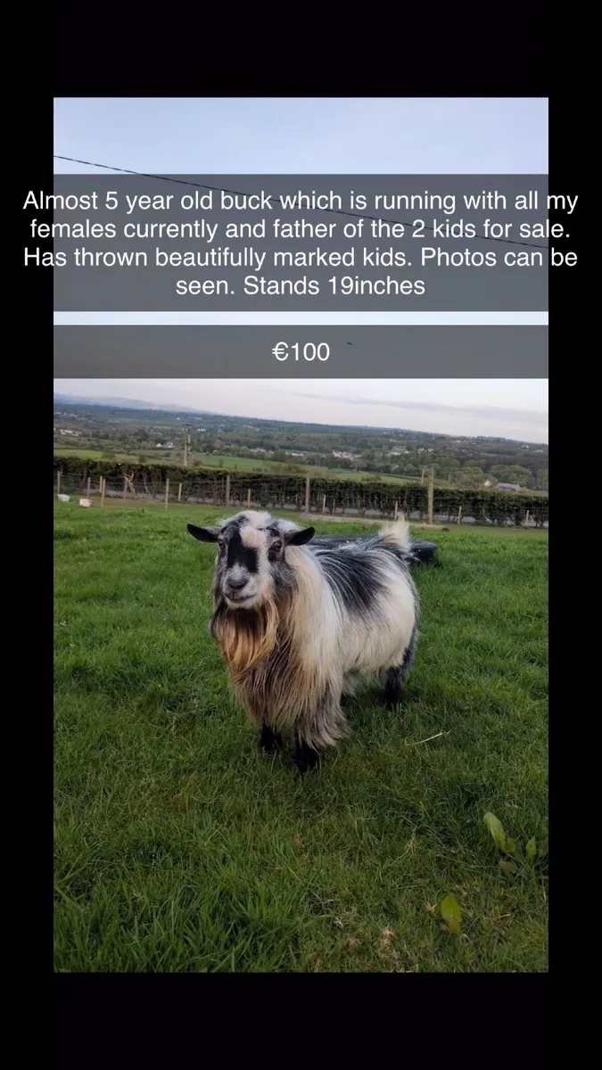 Selection of Pygmy goats - Image 2