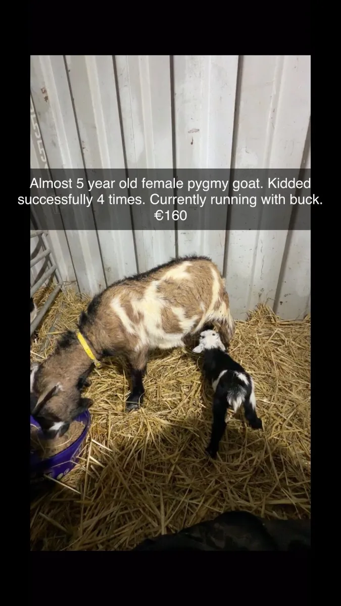 Selection of Pygmy goats - Image 4