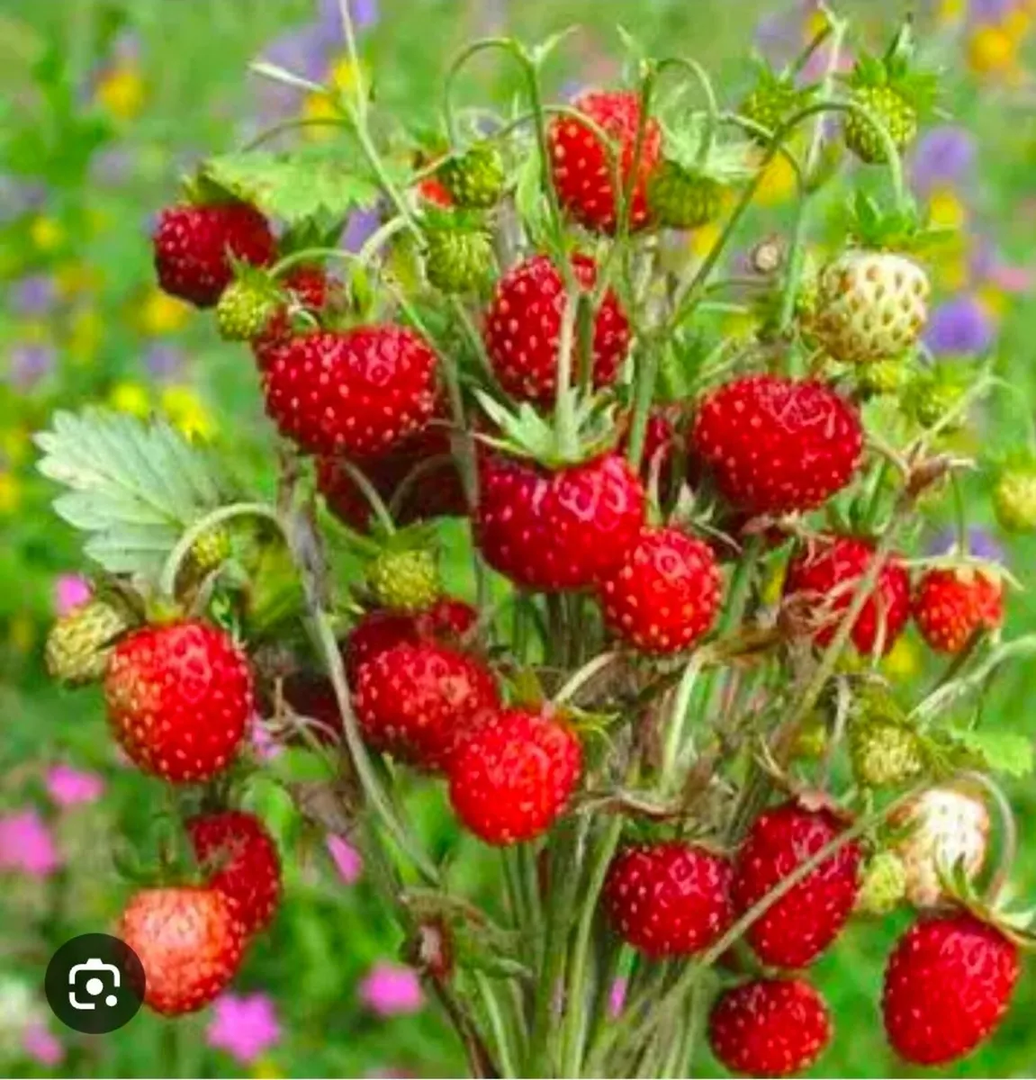 Organic plants - Image 1