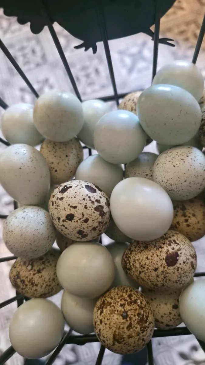 Quail - Point of lay hens - Image 2