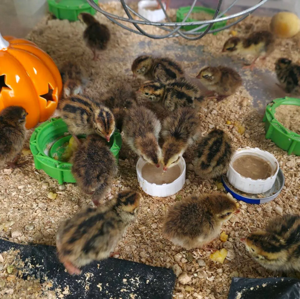 Quail - Point of lay hens - Image 3