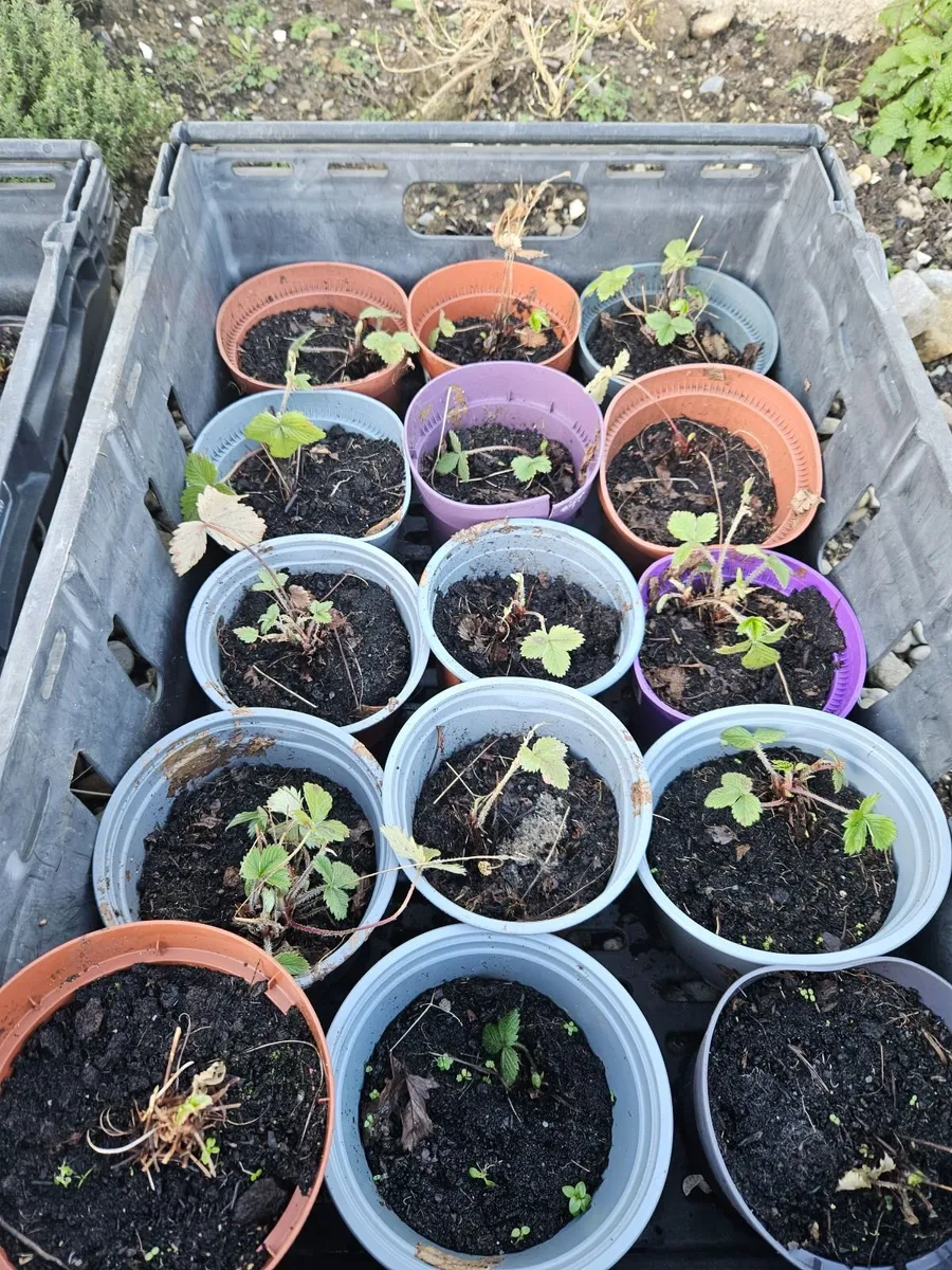 Organic plants - Image 2