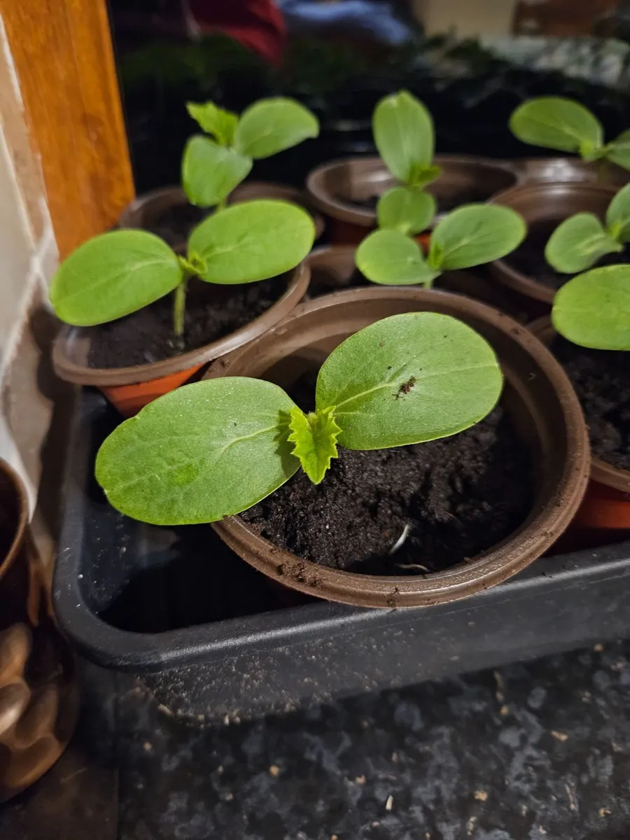 Organic plants - Image 3