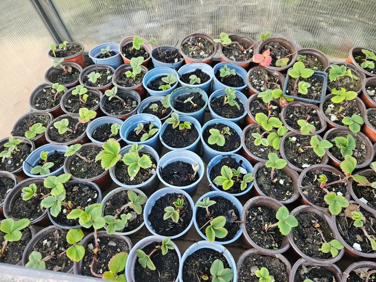 Organic plants - Image 4